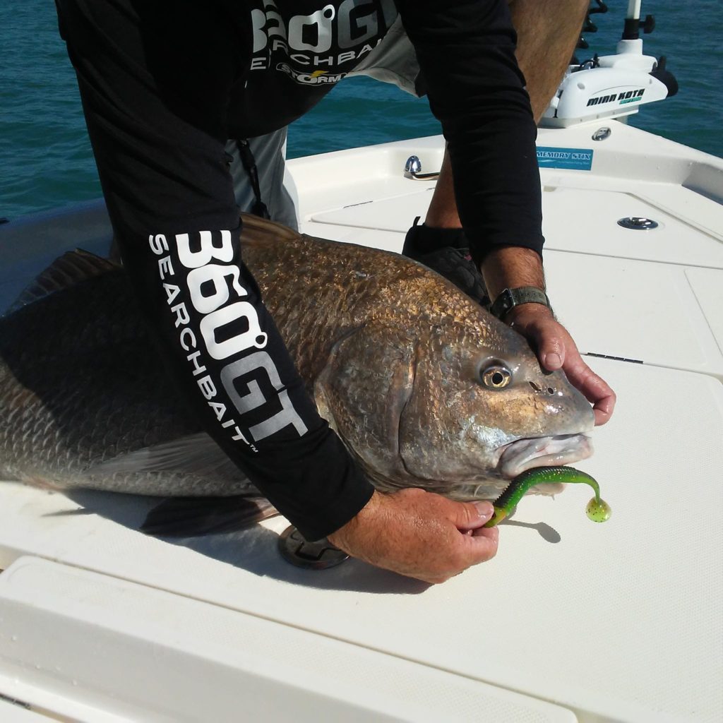 Captain Jim Ross caught this black drum on a Storm 360 GT search bait 